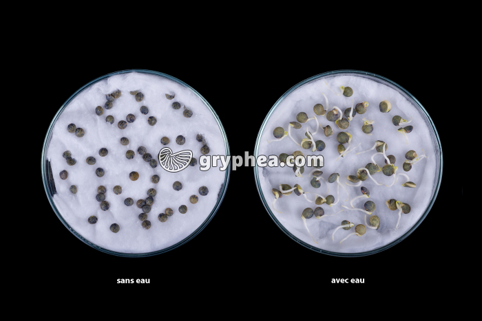 Expérience de germination des graines - Lentilles avec et sans eau - gryphea.com